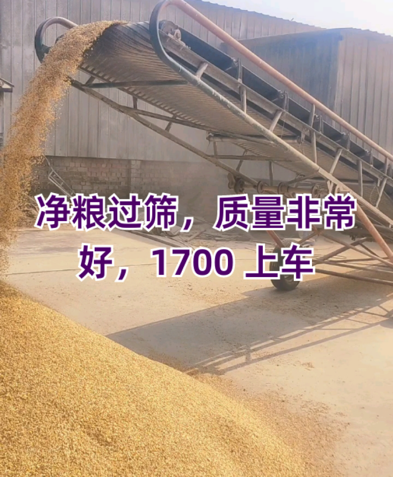 养殖碎玉米，厂家直销，货源充足，常年出售碎玉米熟化玉米面