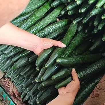 邯郸黄瓜密刺黄瓜大量上市货源充足顶花带刺可视频看货