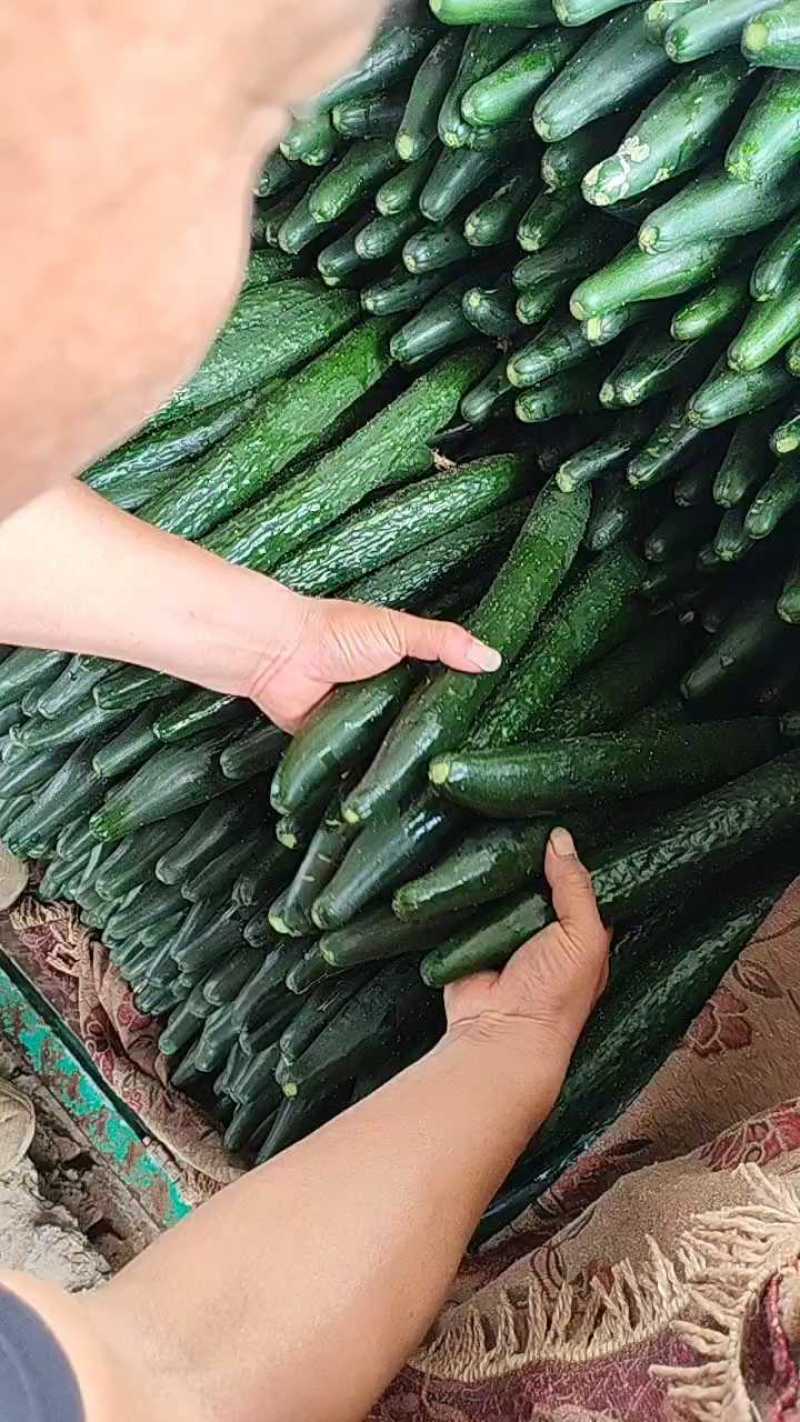 邯郸黄瓜密刺黄瓜大量上市货源充足顶花带刺可视频看货