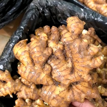 生姜，带土姜，水洗姜，风干姜，产地直发，支持全国发货