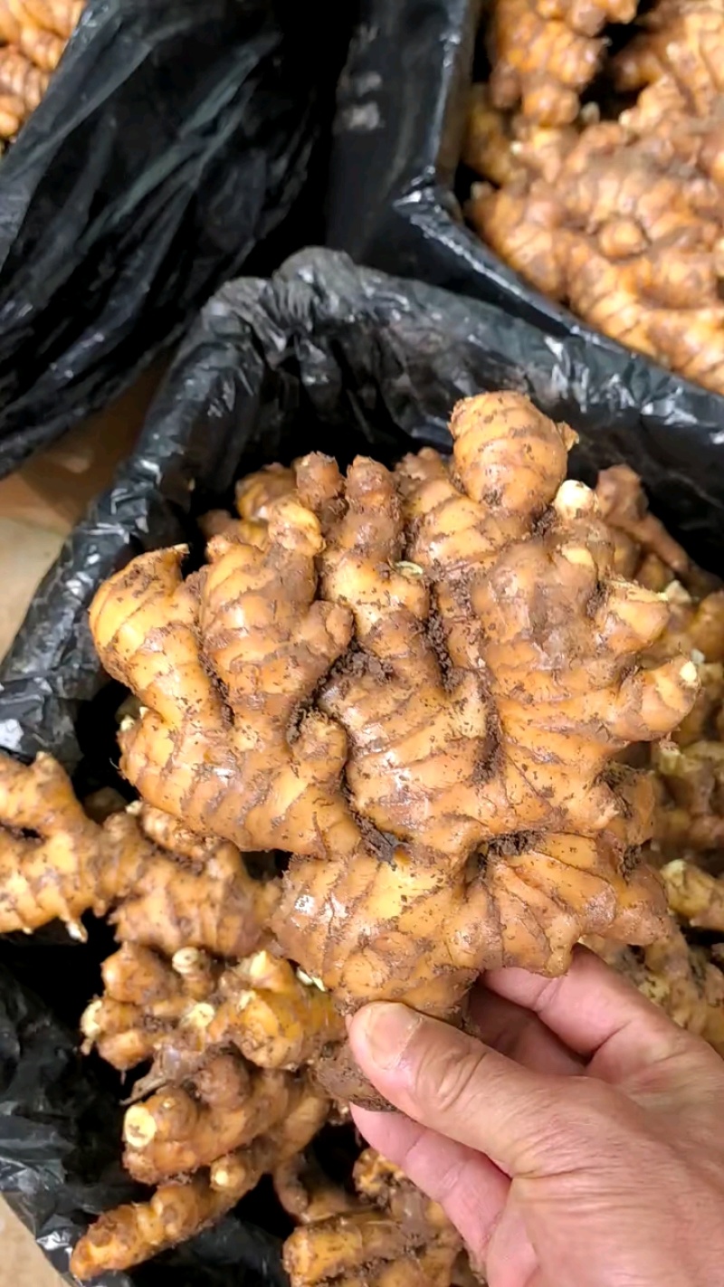 生姜，带土姜，水洗姜，风干姜，产地直发，支持全国发货