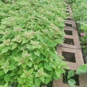 三角梅种苗塔红三角梅云南基地供应塔类勤花品种