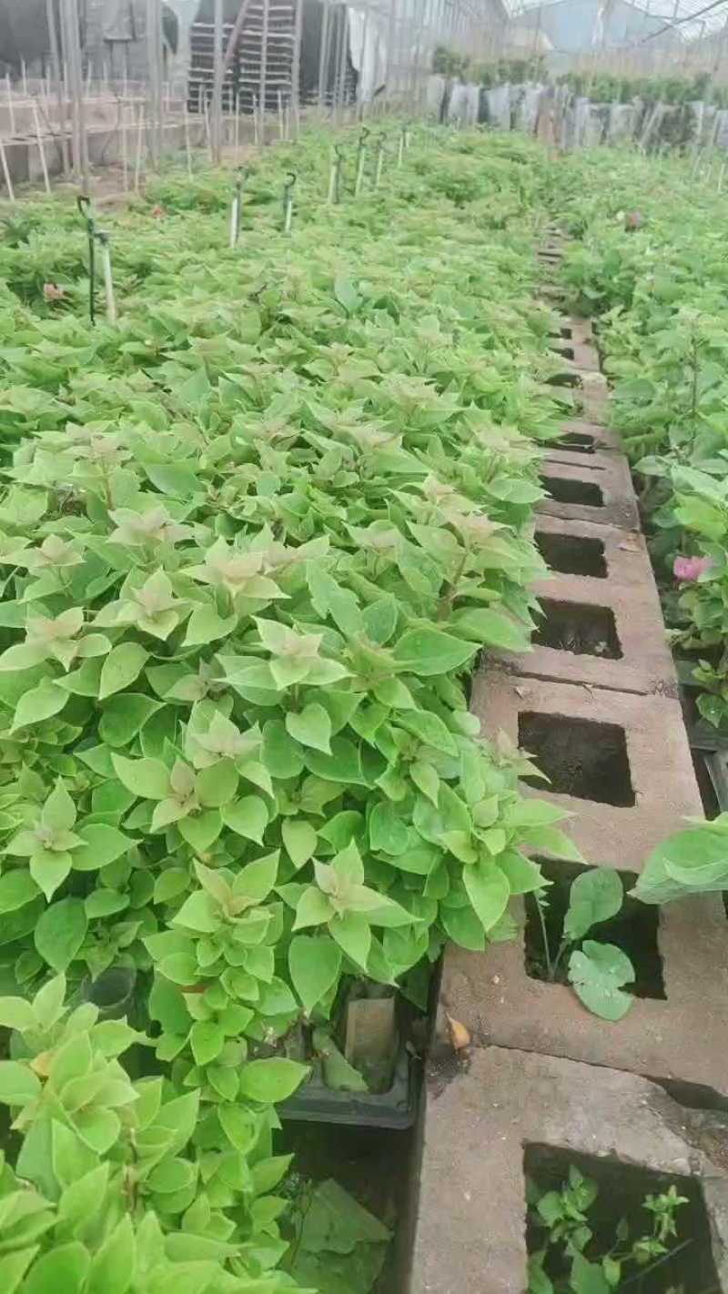 三角梅种苗塔红三角梅云南基地供应塔类勤花品种