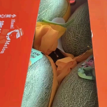 晓密25香瓜大量上市，量大品种齐全，对接电商大型批发