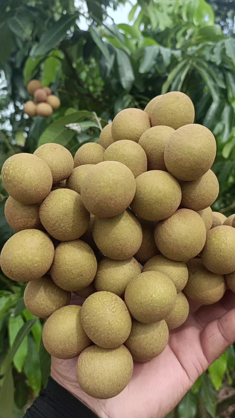 各品种龙眼大吨量上市，价格亲民，量大从优。