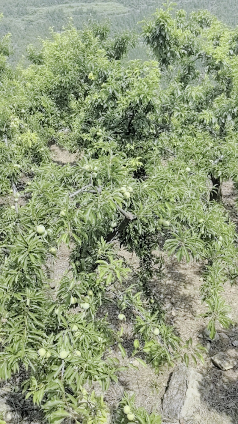 28号带客户看原质货，个头大非常甜