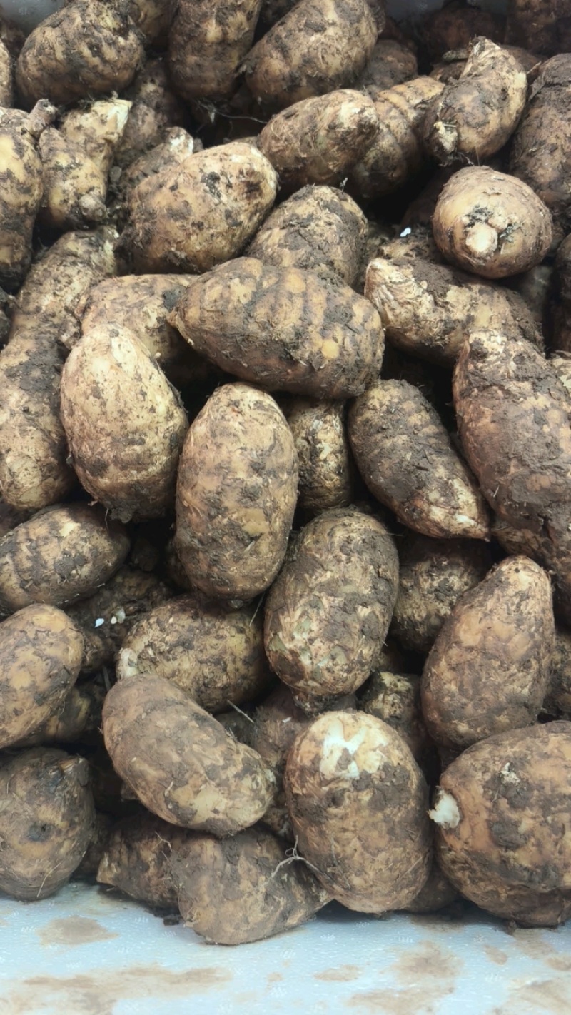 新鲜天麻昭通小草坝天麻