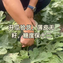 精选沈阳甜王西瓜基地直发包熟包甜对接商超电商一条龙