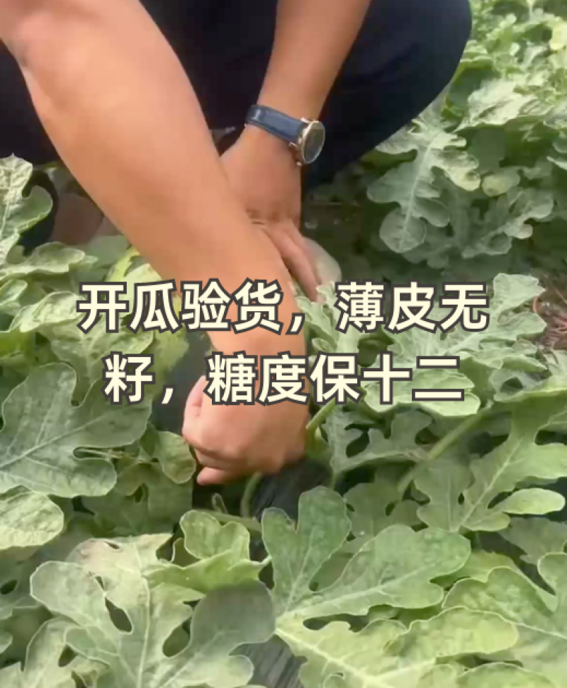精选沈阳甜王西瓜基地直发包熟包甜对接商超电商一条龙