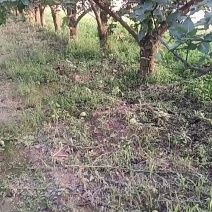 蒲城早熟梨(六月酥)大量有货，果皮青绿，无渣，一手货源。