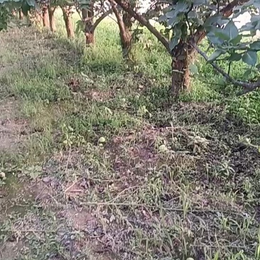 蒲城早熟梨(六月酥)大量有货，果皮青绿，无渣，一手货源。