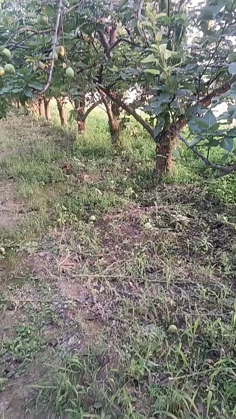 蒲城早熟梨(六月酥)大量有货，果皮青绿，无渣，一手货源。