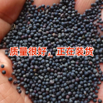 大量供应精品油菜籽长期有货欢迎联系服务周到品质保证