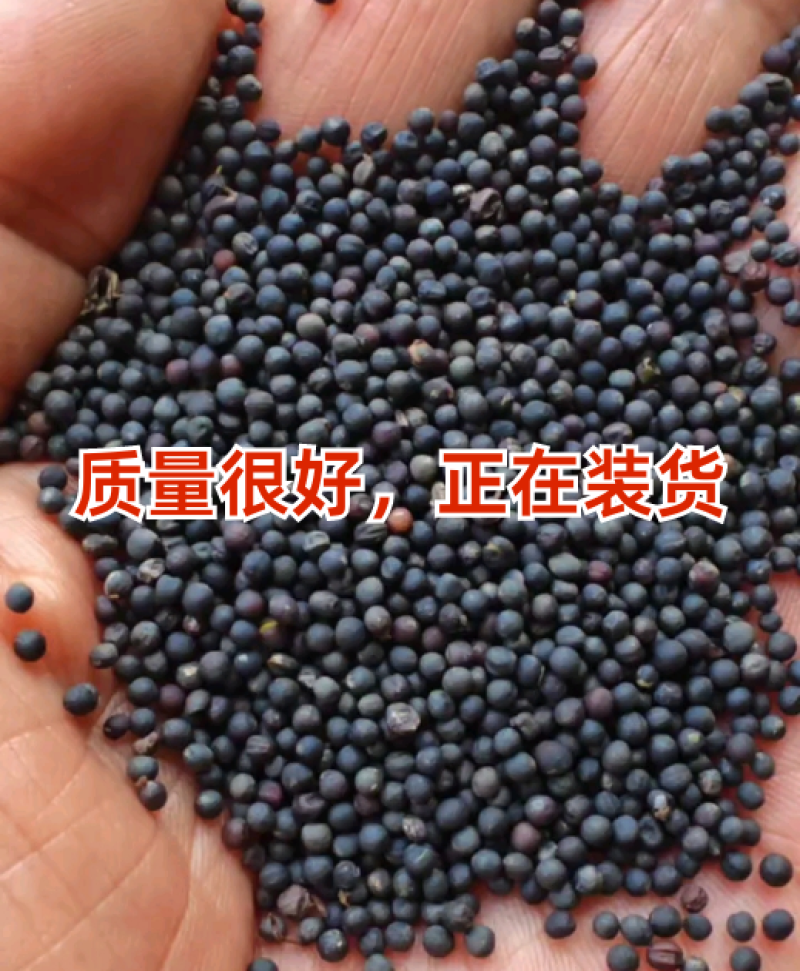 大量供应精品油菜籽长期有货欢迎联系服务周到品质保证