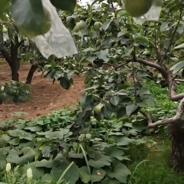邢台青皮皇冠梨大量有货青皮脆甜基地直供可视频看货欢迎