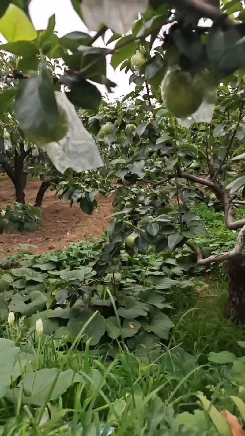 邢台青皮皇冠梨大量有货青皮脆甜基地直供可视频看货欢迎