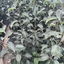 翠冠梨树苗早熟梨树1-5公分杜梨根系嫁接梨苗