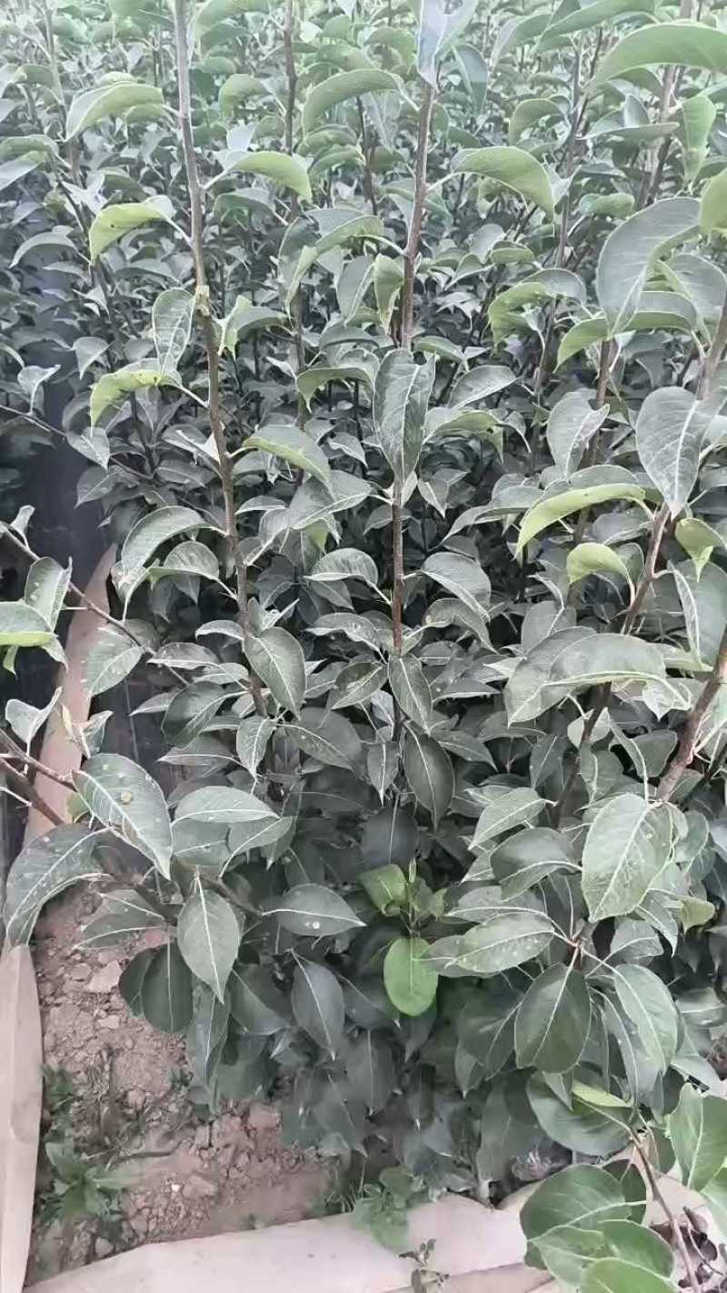 翠冠梨树苗早熟梨树1-5公分杜梨根系嫁接梨苗