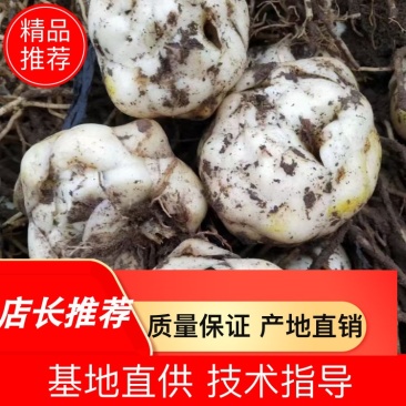 辽宁朝阳百合种球精品百合产地直发一手货源品质保证