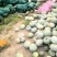 【银栗】河北精品银栗南瓜种植基地新鲜采摘粉糯香甜品质保障