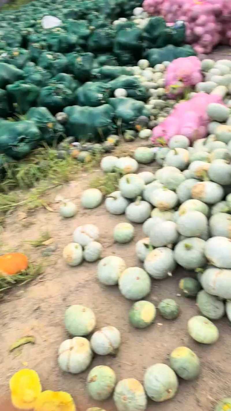 【银栗】河北精品银栗南瓜种植基地新鲜采摘粉糯香甜品质保障