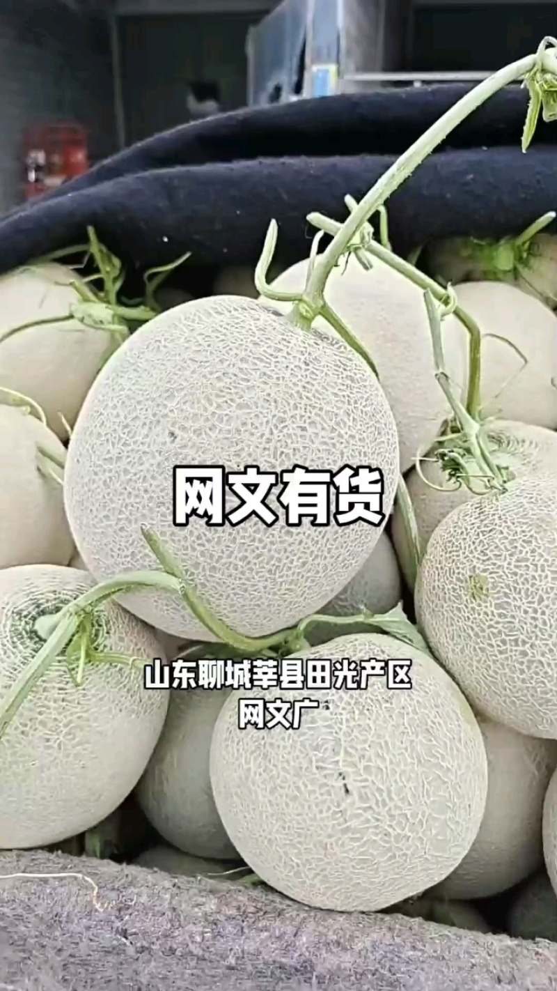 山东莘县鲁厚甜网纹瓜，，可出口，质量保证诚信经营