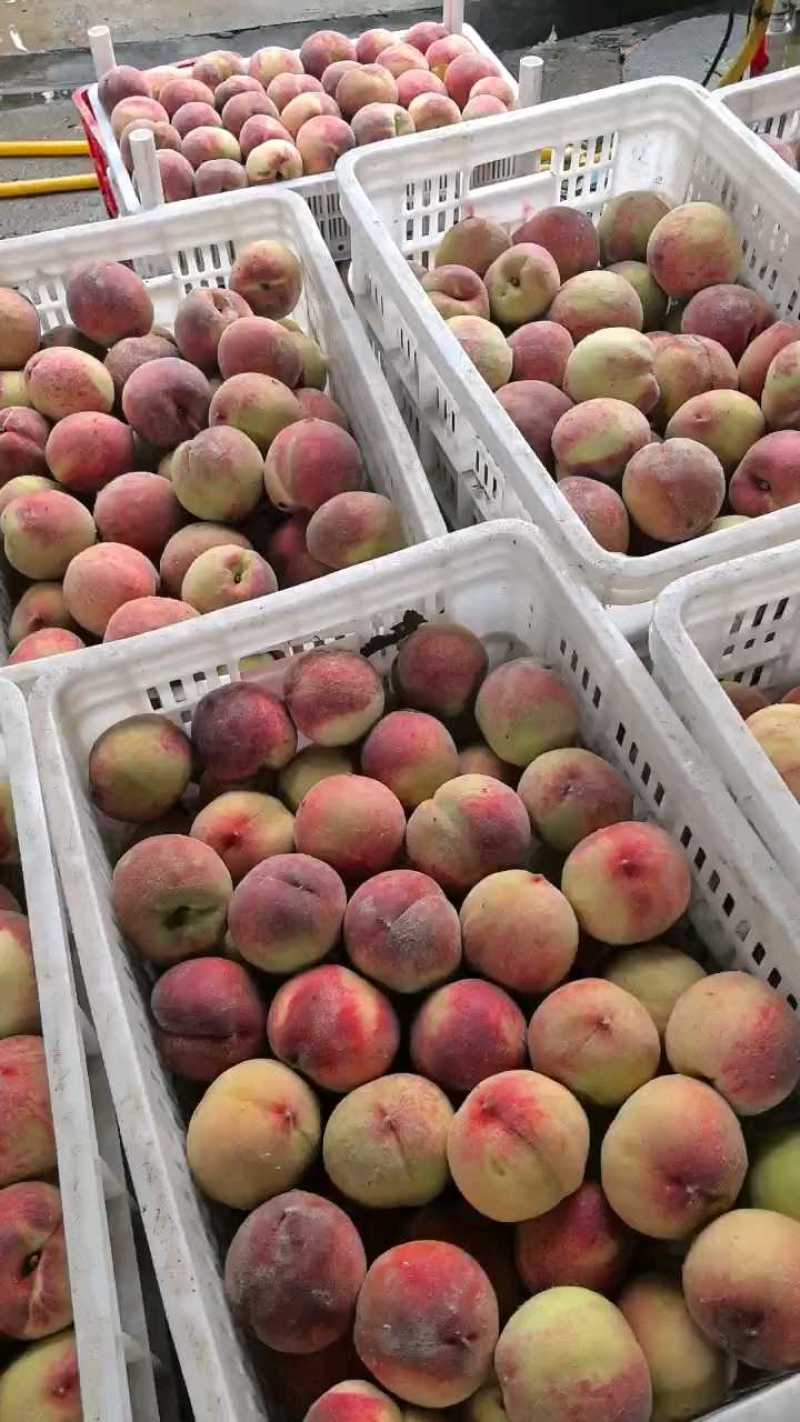 费县毛桃大量供应
