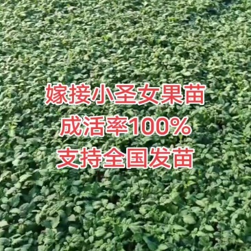 圣女果,各种樱桃番茄苗,基地直发