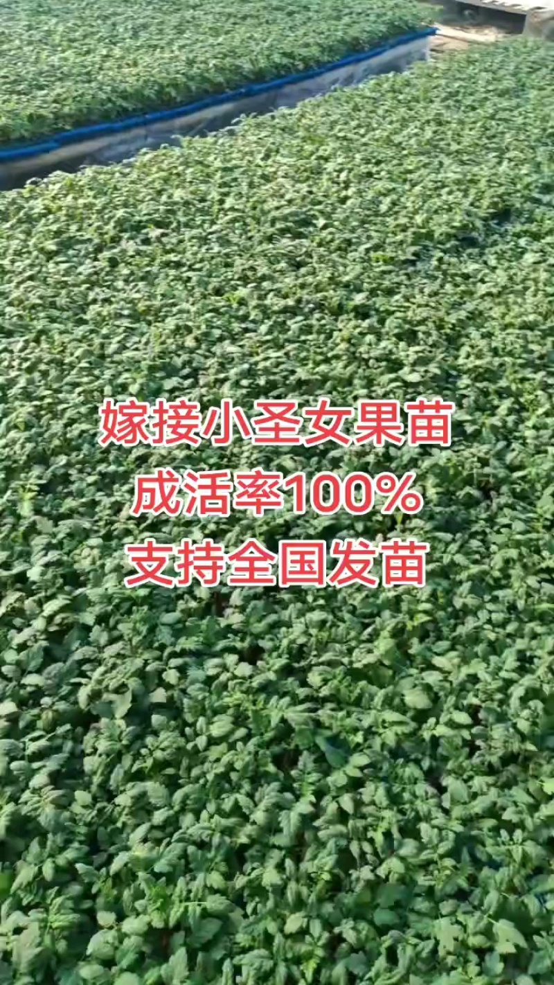 圣女果，各种樱桃番茄苗，基地直发