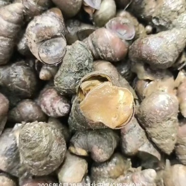 湖北田螺长期有货，新鲜量大，货源充足，全国发货。
