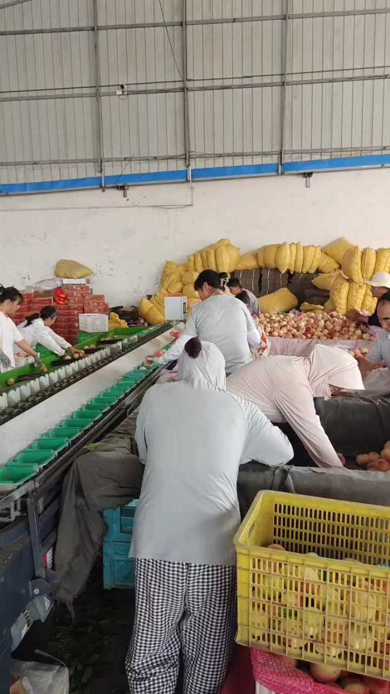 陕西水蜜桃毛桃桃子一件发货代发对接电商平台发货