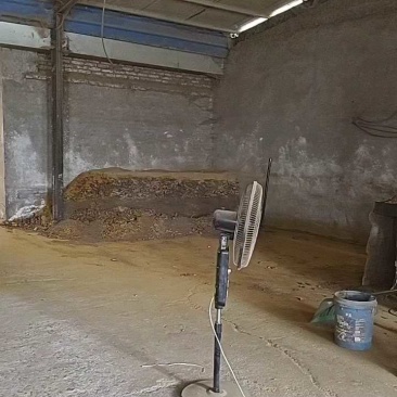 大黄正在加工，大黄粉加工中
