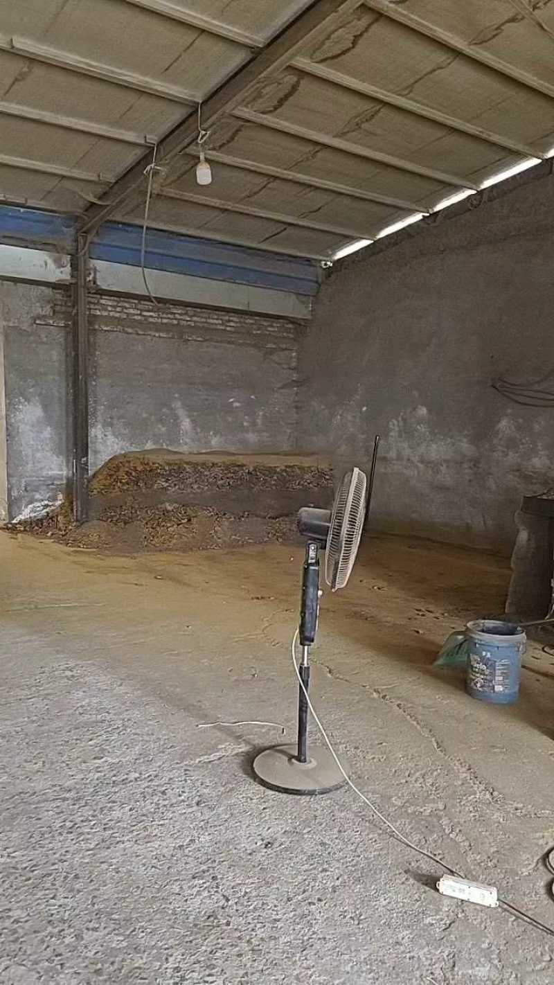 大黄正在加工，大黄粉加工中