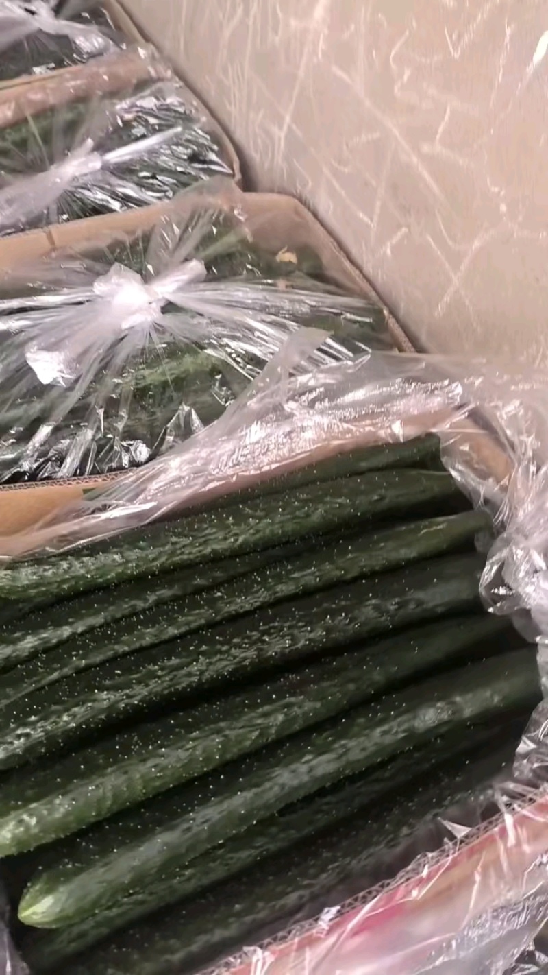 大棚黄密刺黄瓜大量供货中，视频看货，质量保证各种包装齐全
