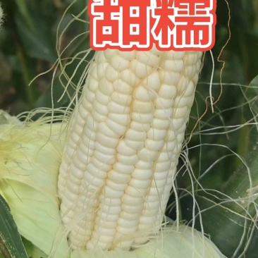 粘玉米水果玉米无虫眼无烂头全国直销，个头合适
