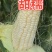 粘玉米水果玉米无虫眼无烂头全国直销，个头合适