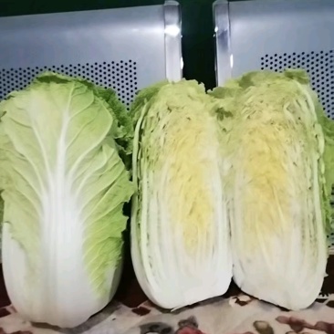 黄心白菜黄心白菜山东枣庄大白菜现摘现发价格实惠欢迎老板联