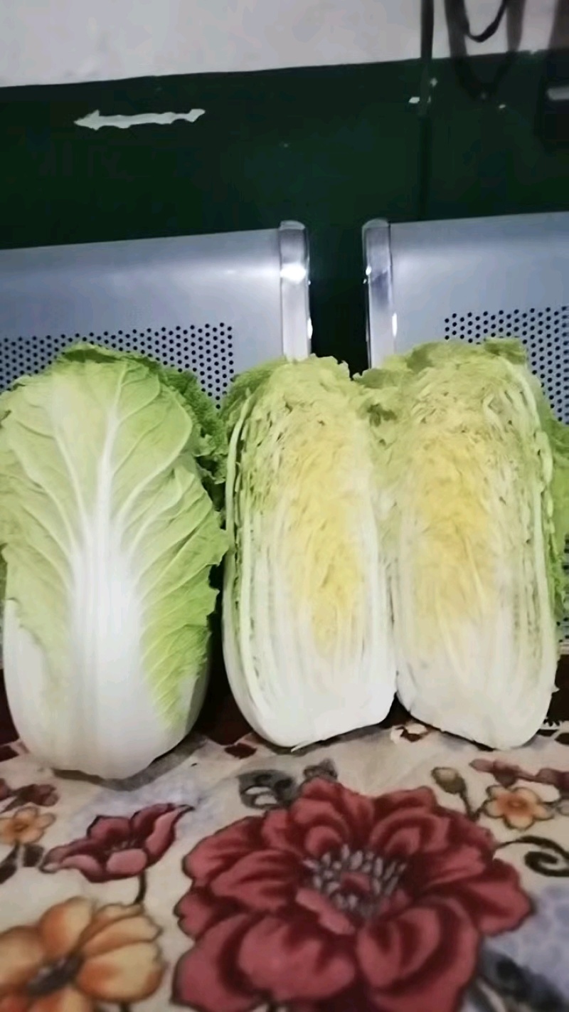 黄心白菜黄心白菜山东枣庄大白菜现摘现发价格实惠欢迎老板联