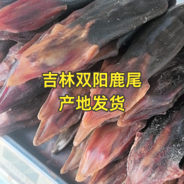 吉林双阳鹿场梅花鹿干鹿尾鲜鹿尾一手货源大量批发
