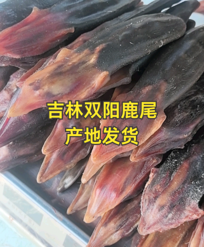 吉林双阳鹿场梅花鹿干鹿尾鲜鹿尾一手货源大量批发