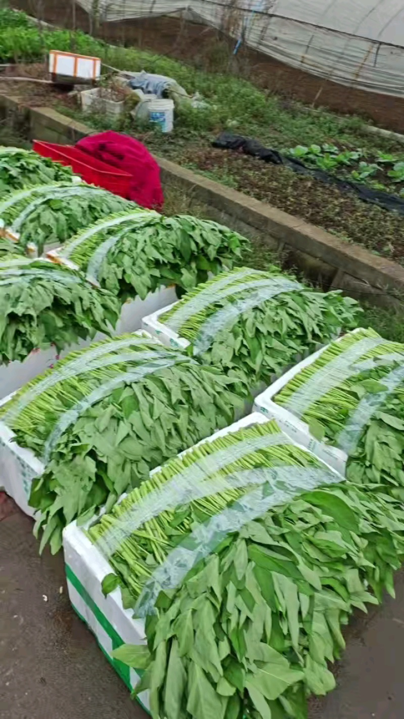 空心菜成灾，六十箱准备装车出发