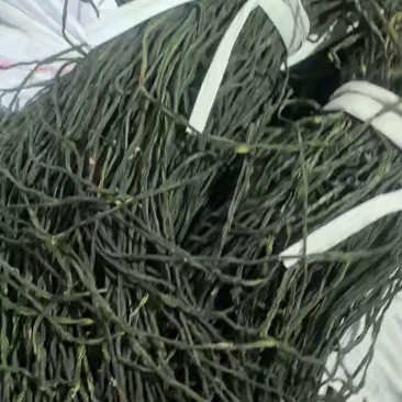 烘干豆角脱水长豆角量大质优价格优惠欢迎各大老板采购