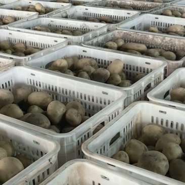 土豆河北精品沃土,Ev荷兰806大量上市,个头大,品质好