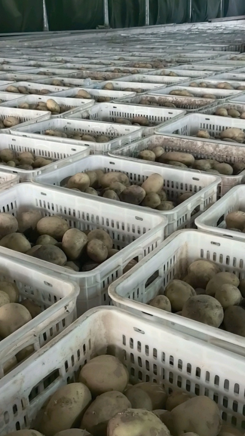 土豆河北精品沃土，Ev荷兰806大量上市，个头大，品质好