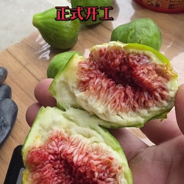 胶东春果布兰瑞克黄皮和青皮无花果鲜果，产地直发！