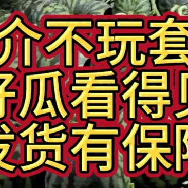 【品种保障】盐城无籽美都西瓜产地直供量大优惠对接全国