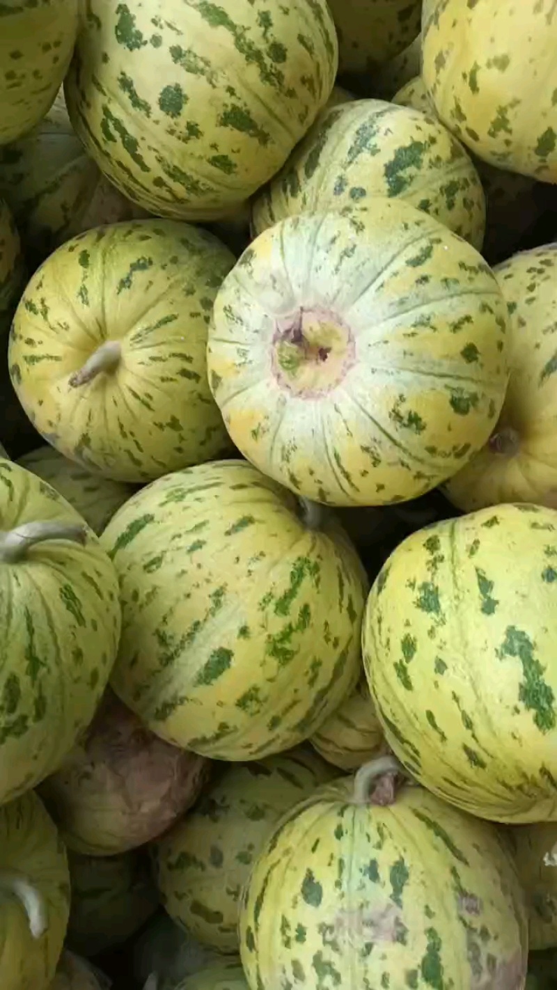 花美人，花姑娘八里香花蕾商超对接，一件代发