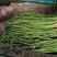 长豆角豇豆大量上市颜色好条型均匀货量大
