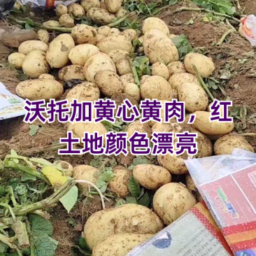沃托加黄心黄肉，红土地颜色漂亮