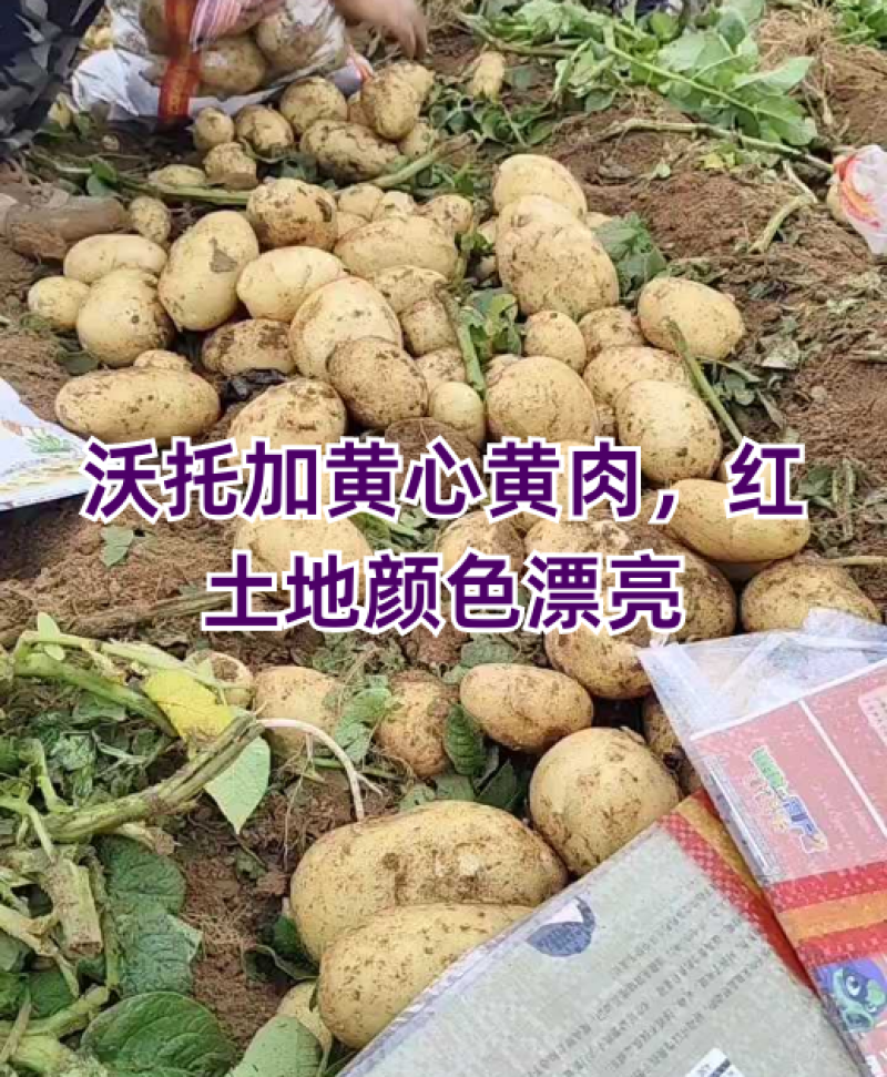 沃托加黄心黄肉，红土地颜色漂亮